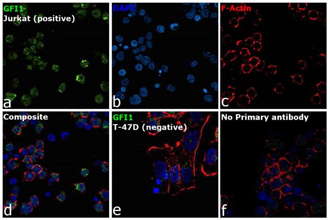 GFI1 Antibody in Immunocytochemistry (ICC/IF)