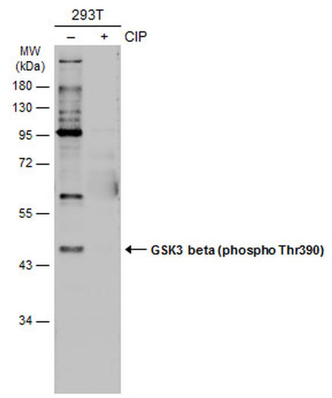 Phospho-GSK3B (Ser390) Antibody in Western Blot (WB)