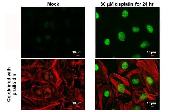 Phospho-Histone H2A.X (Ser139) Antibody in Immunocytochemistry (ICC/IF)