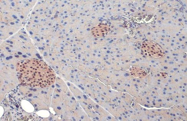 PDX1 Antibody in Immunohistochemistry (Paraffin) (IHC (P))