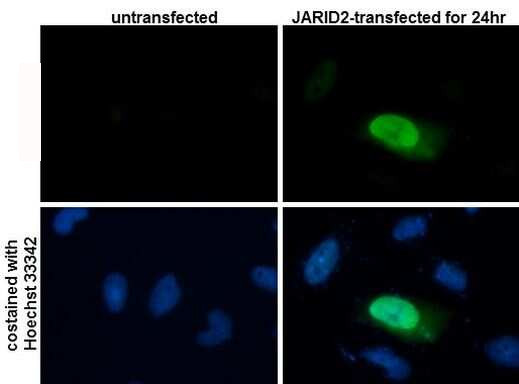 JARID2 Antibody in Immunocytochemistry (ICC/IF)