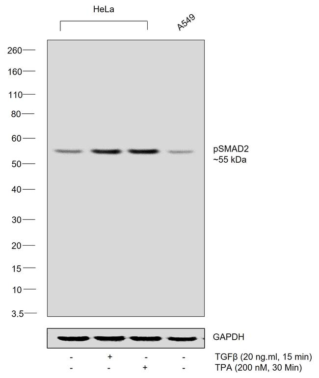 Phospho-SMAD2 (Ser245, Ser250, Ser255) Antibody in Western Blot (WB)