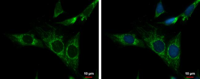 NDUFS3 Antibody in Immunocytochemistry (ICC/IF)