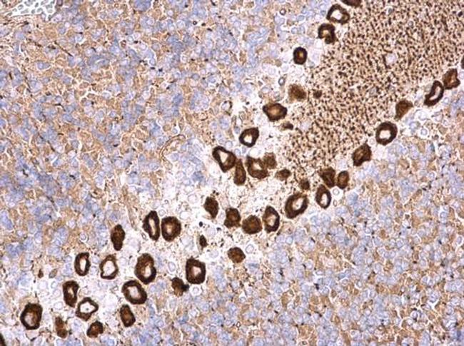 NME4 Antibody in Immunohistochemistry (Paraffin) (IHC (P))