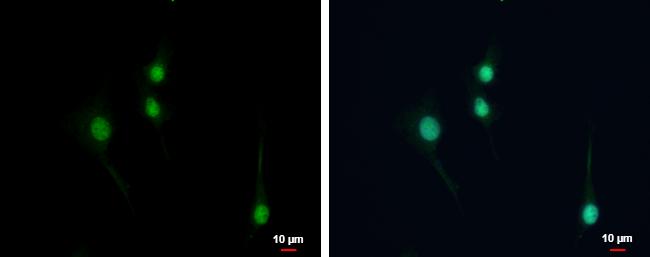 NPAS1 Antibody in Immunocytochemistry (ICC/IF)