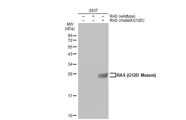 Ras (G12D Mutant) Antibody in Western Blot (WB)