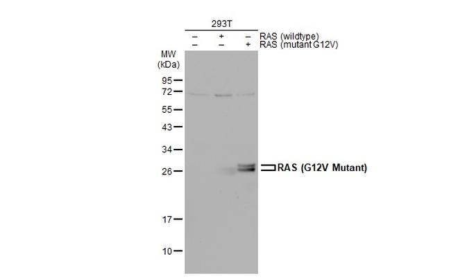 Ras (G12V Mutant) Antibody in Western Blot (WB)