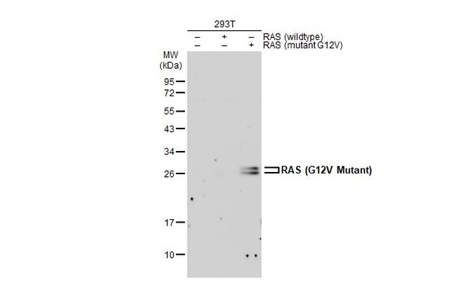 Ras (G12V Mutant) Antibody in Western Blot (WB)