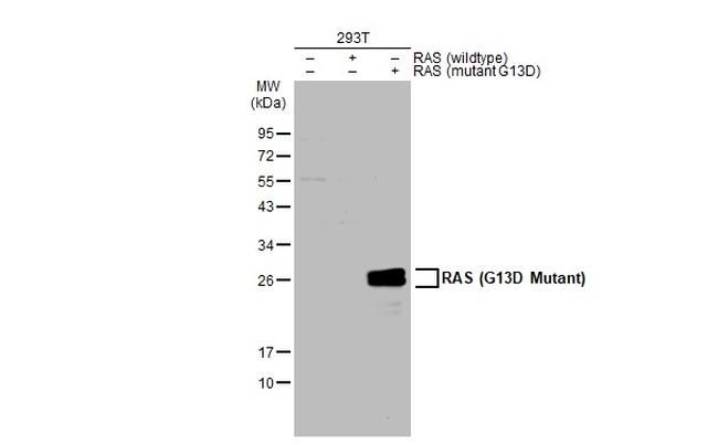 Ras (G13D Mutant) Antibody in Western Blot (WB)