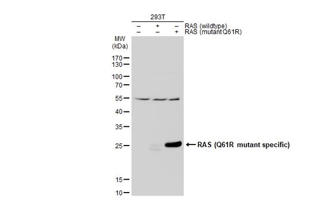 Ras (Q61R Mutant) Antibody in Western Blot (WB)