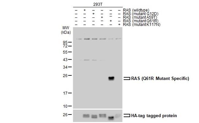 Ras (Q61R Mutant) Antibody in Western Blot (WB)