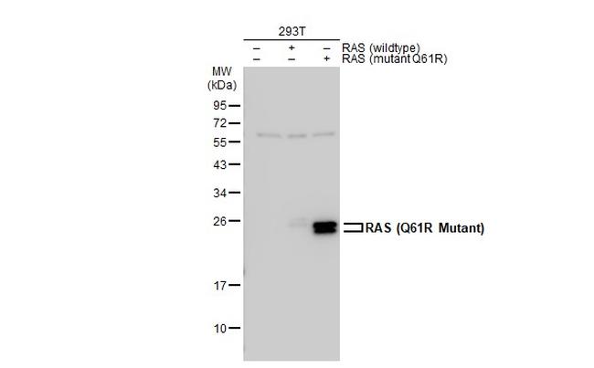 Ras (Q61R Mutant) Antibody in Western Blot (WB)