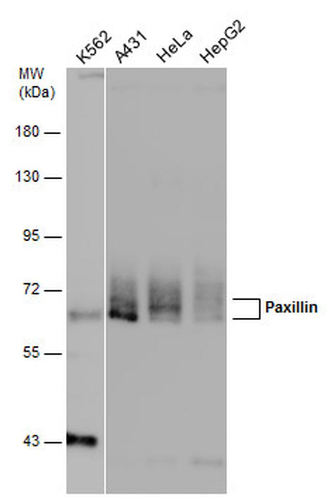 Paxillin Antibody in Western Blot (WB)