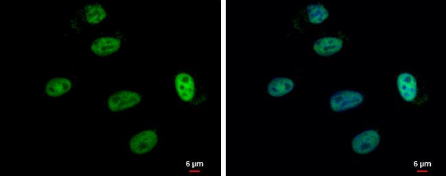 SP1 Antibody in Immunocytochemistry (ICC/IF)