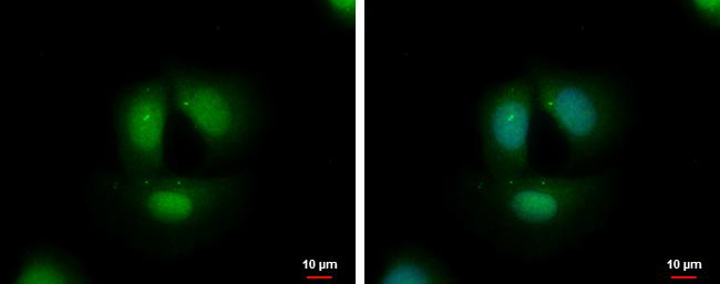 TCF3 Antibody in Immunocytochemistry (ICC/IF)