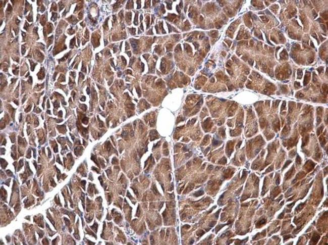 VIP Antibody in Immunohistochemistry (Paraffin) (IHC (P))