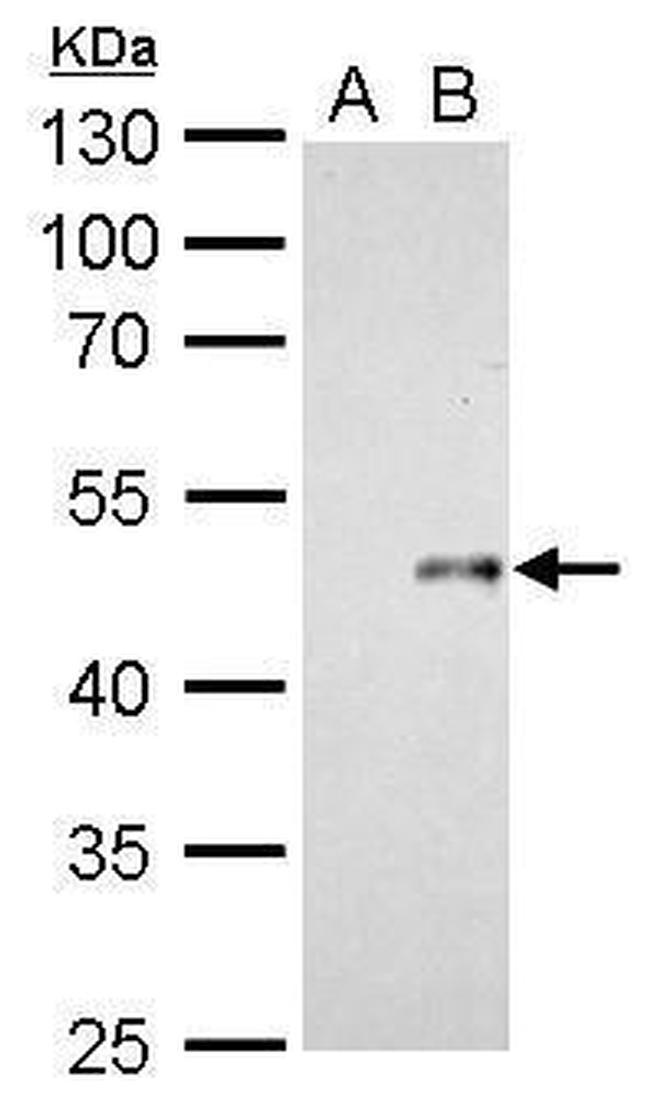 WNT7B Antibody in Western Blot (WB)