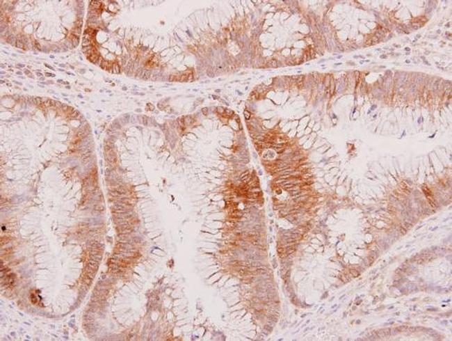 WNT8A Antibody in Immunohistochemistry (Paraffin) (IHC (P))