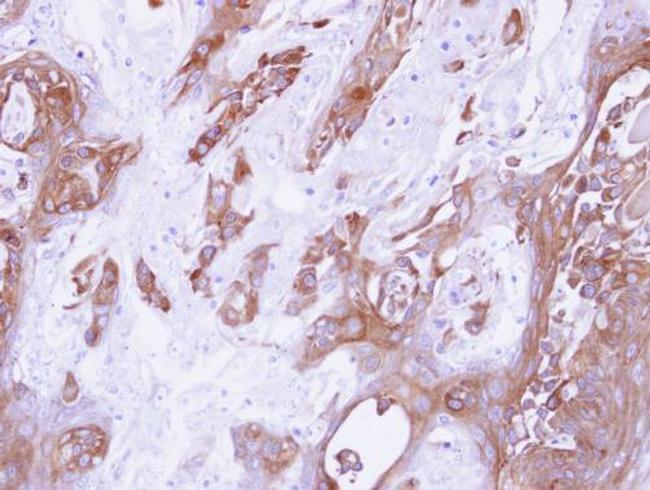 14-3-3 gamma Antibody in Immunohistochemistry (Paraffin) (IHC (P))