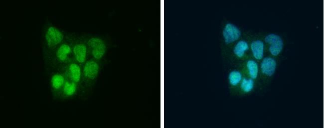 SLBP Antibody in Immunocytochemistry (ICC/IF)