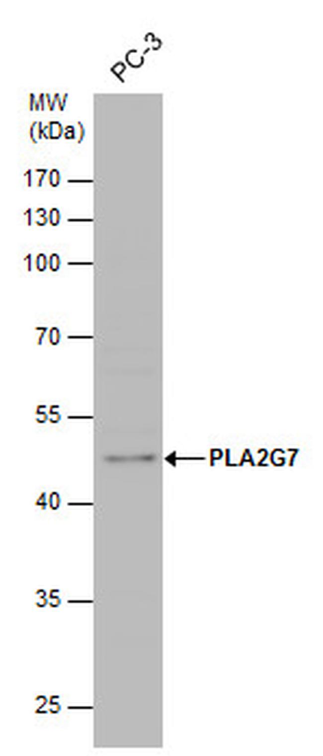 PLA2G7 Antibody in Western Blot (WB)