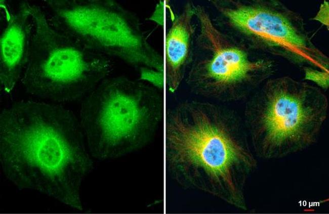 PER2 Antibody in Immunocytochemistry (ICC/IF)