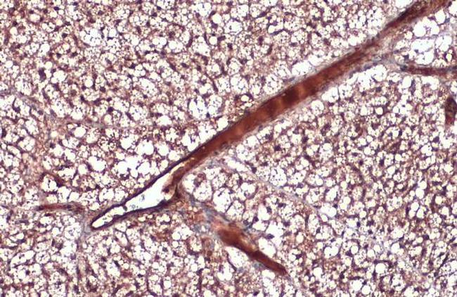 Adiponectin Antibody in Immunohistochemistry (Paraffin) (IHC (P))