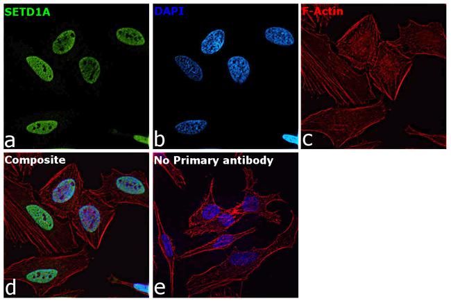 SETD1A Antibody in Immunocytochemistry (ICC/IF)