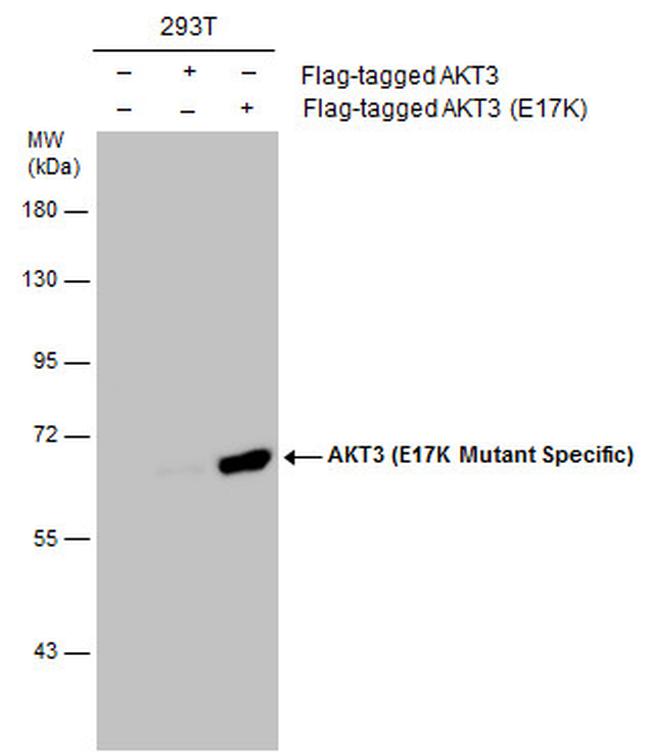 AKT3 (E17K Mutant) Antibody in Western Blot (WB)