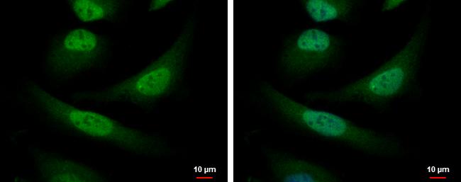 COPS8 Antibody in Immunocytochemistry (ICC/IF)