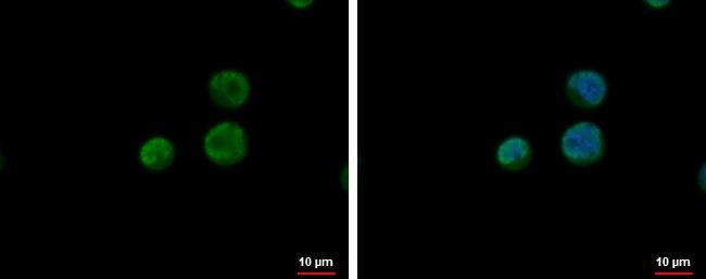 CPSF6 Antibody in Immunocytochemistry (ICC/IF)