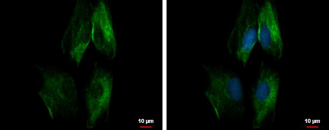 SEC23IP Antibody in Immunocytochemistry (ICC/IF)