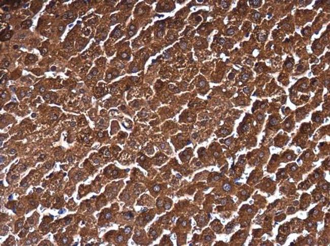 MAT1A Antibody in Immunohistochemistry (Paraffin) (IHC (P))