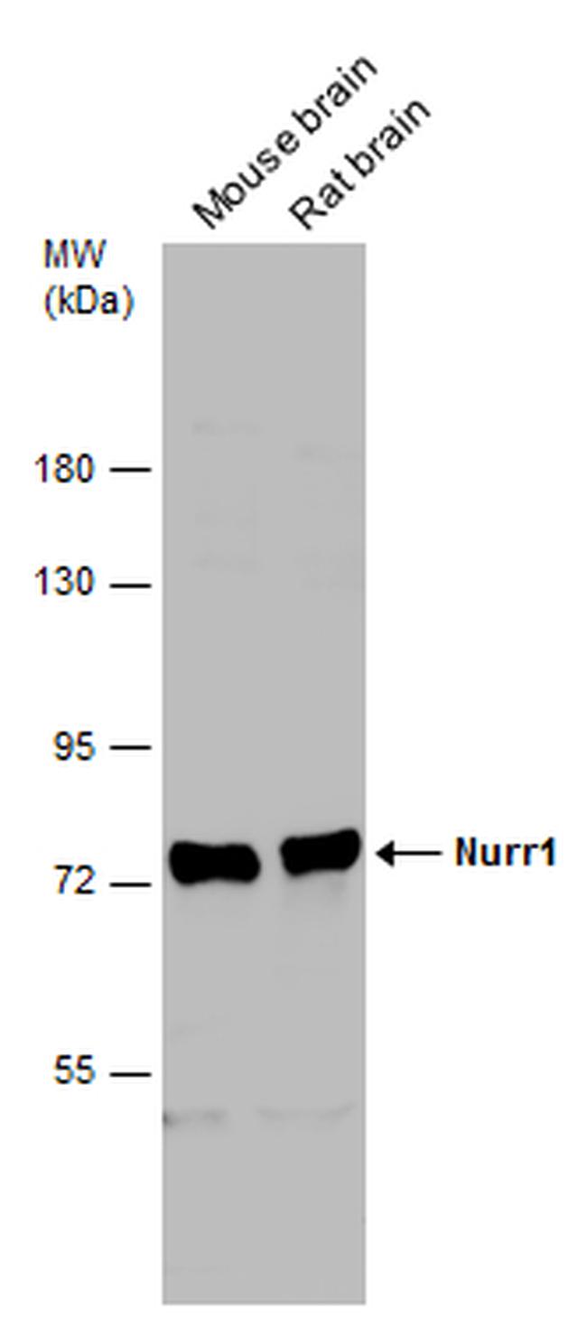 Nurr1 Antibody in Western Blot (WB)