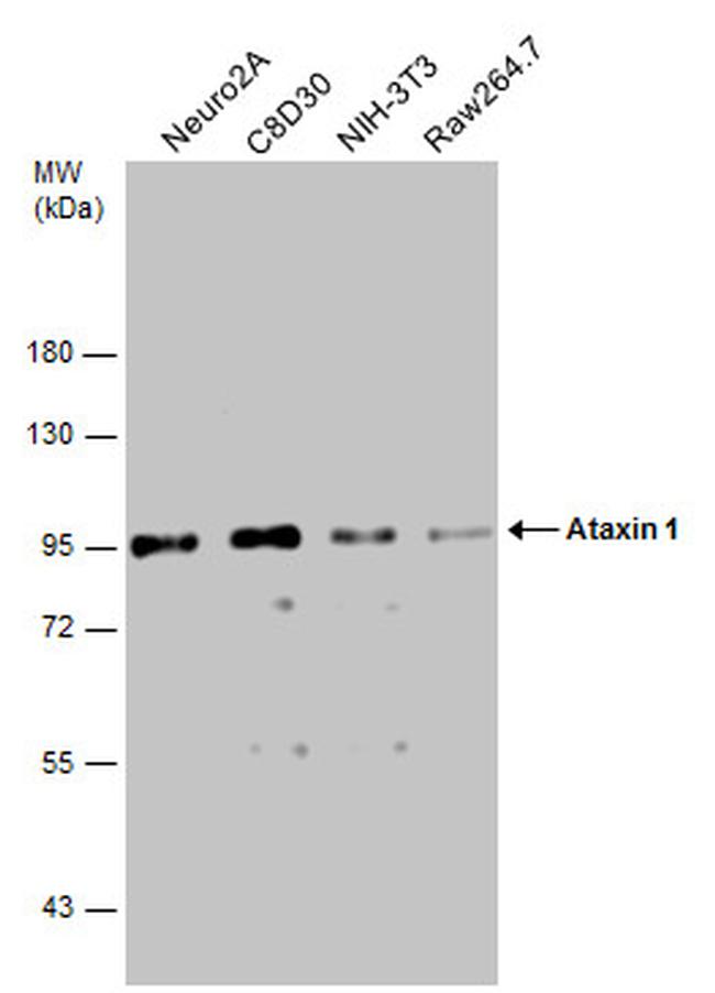 Ataxin 1 Antibody in Western Blot (WB)