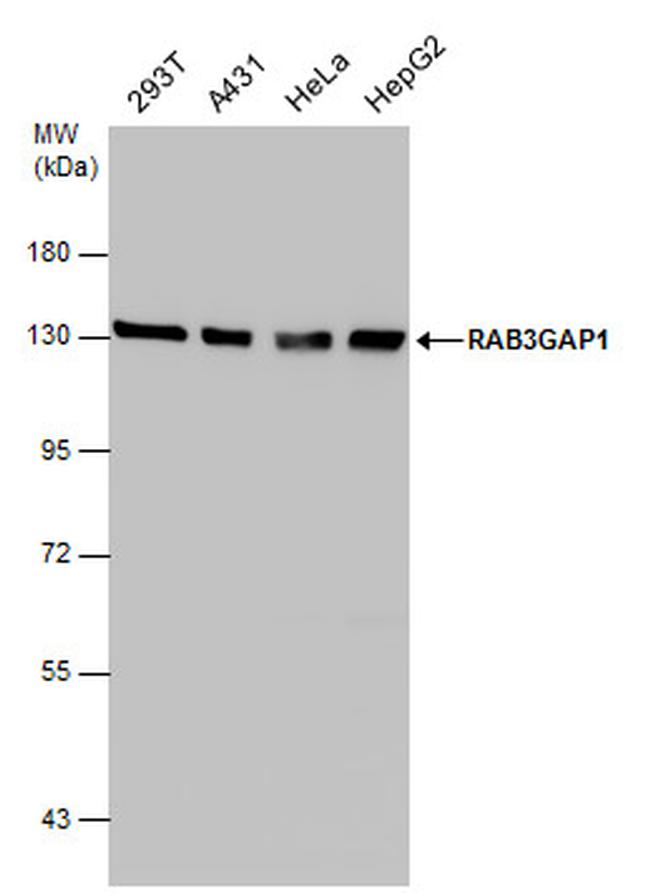 RAB3GAP1 Antibody in Western Blot (WB)