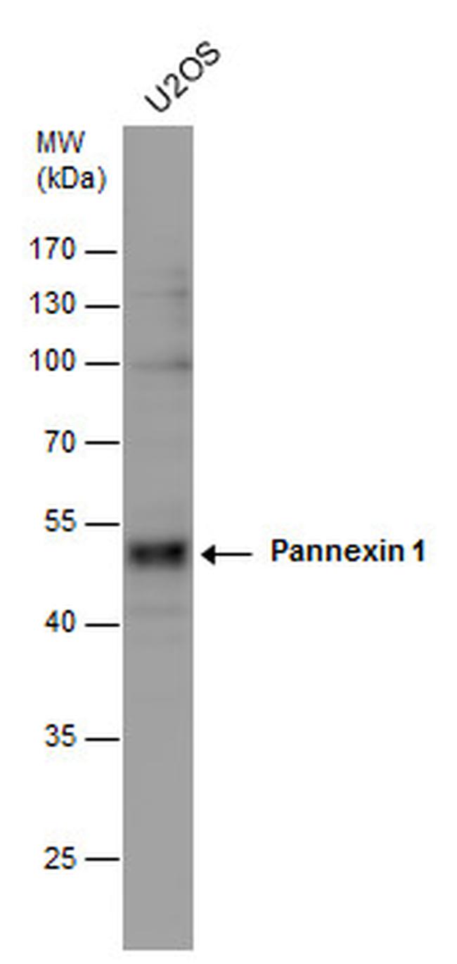 Pannexin 1 Antibody in Western Blot (WB)