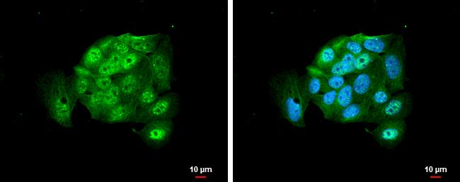 AGO2 Antibody in Immunocytochemistry (ICC/IF)