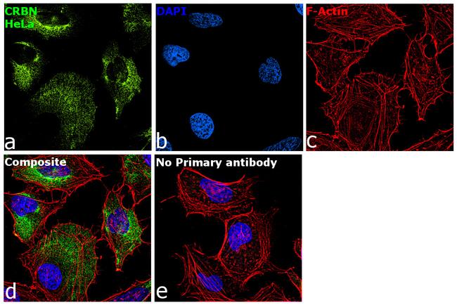 CRBN Antibody in Immunocytochemistry (ICC/IF)