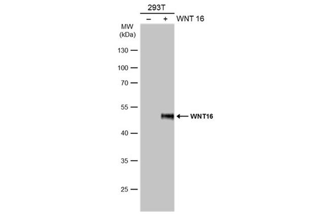 WNT16 Antibody in Western Blot (WB)