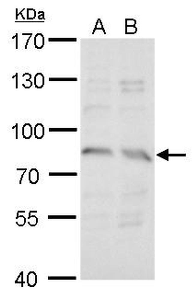 SNTG2 Antibody in Western Blot (WB)