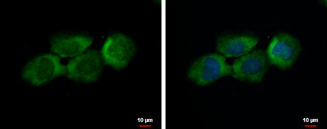 C12orf11 Antibody in Immunocytochemistry (ICC/IF)