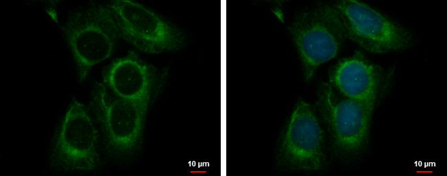 BITE Antibody in Immunocytochemistry (ICC/IF)