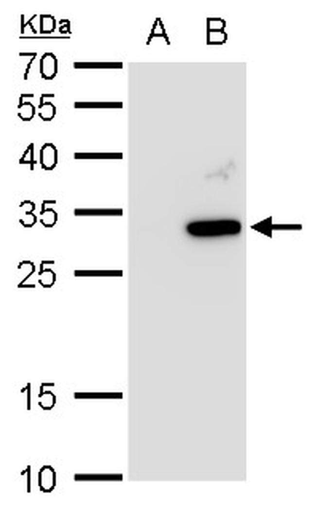 ATG10 Antibody in Western Blot (WB)