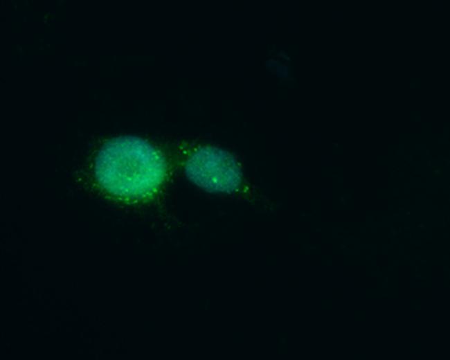 MED10 Antibody in Immunocytochemistry (ICC/IF)