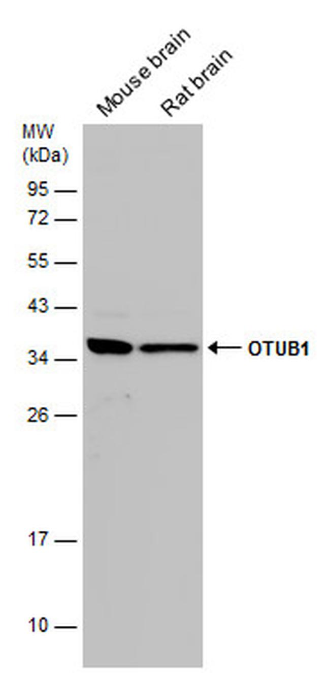 OTUB1 Antibody in Western Blot (WB)