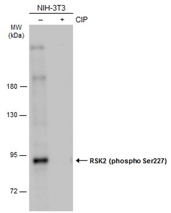 Phospho-RSK2 (Ser227) Antibody in Western Blot (WB)