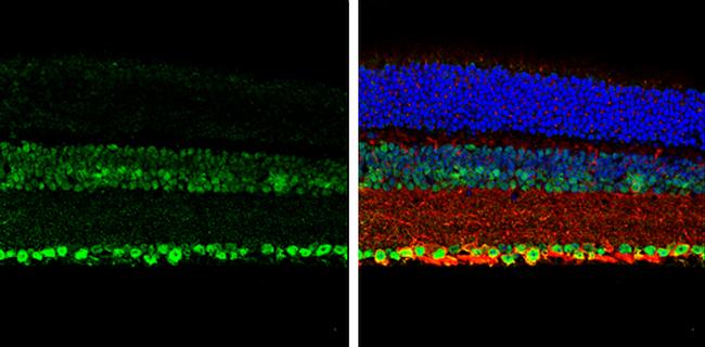 NeuN Antibody in Immunohistochemistry (Paraffin) (IHC (P))