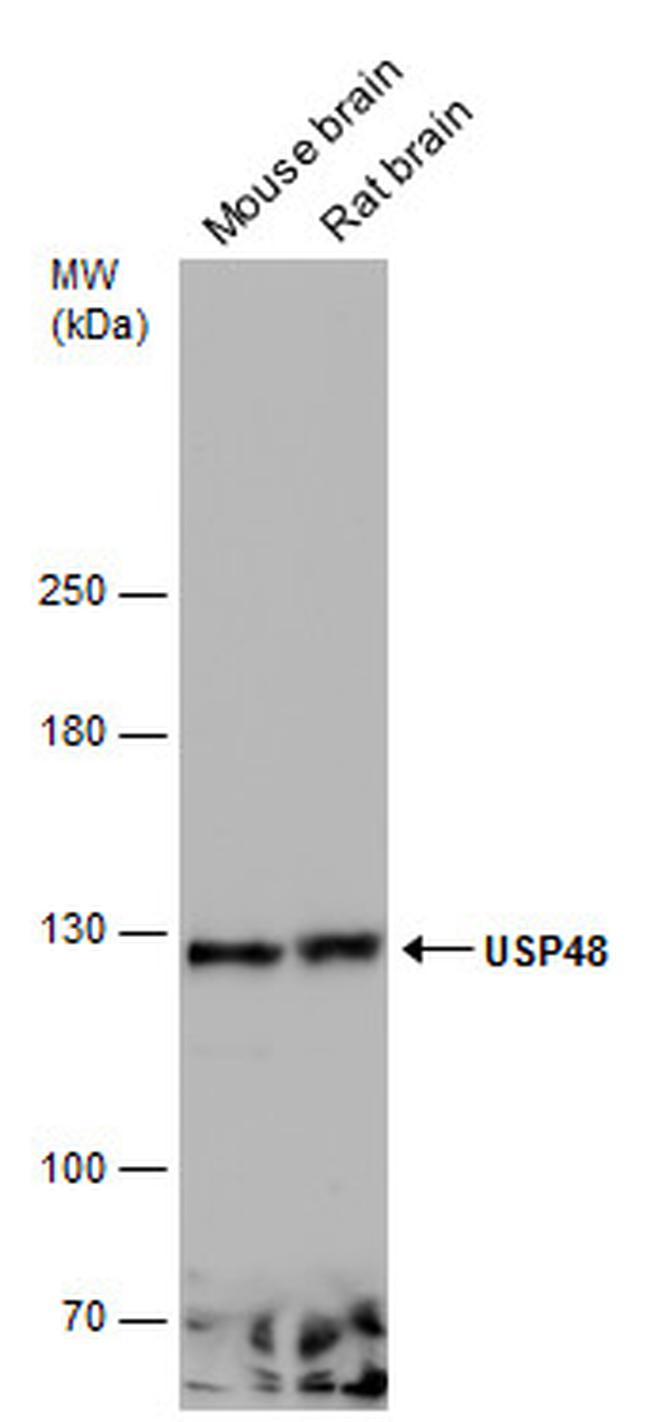 USP48 Antibody in Western Blot (WB)