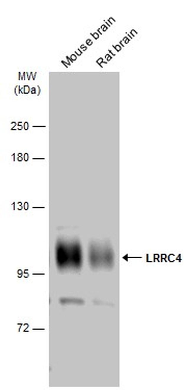 LRRC4 Antibody in Western Blot (WB)